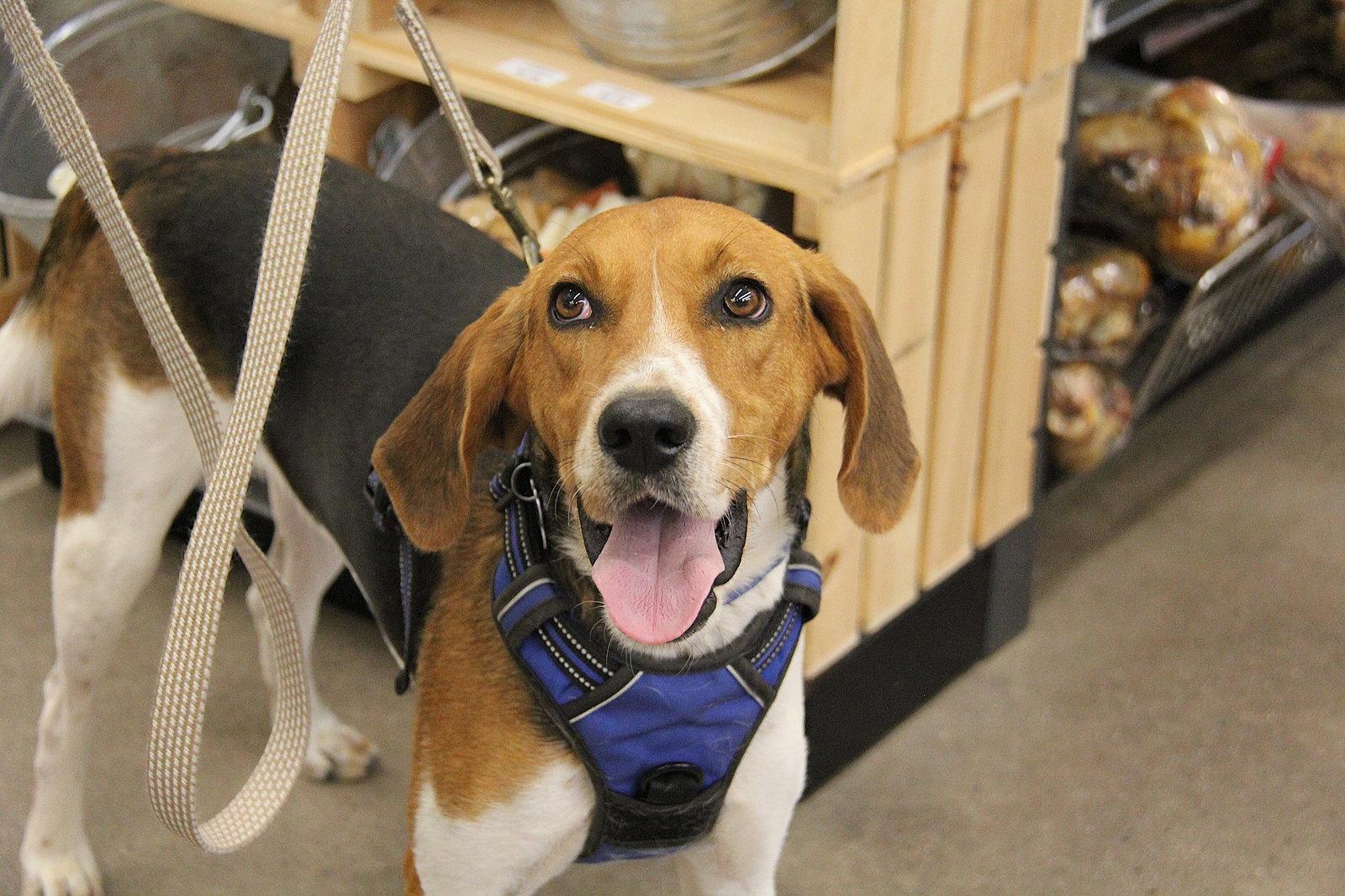 Winston, Adoptable, Adult Male Foxhound.