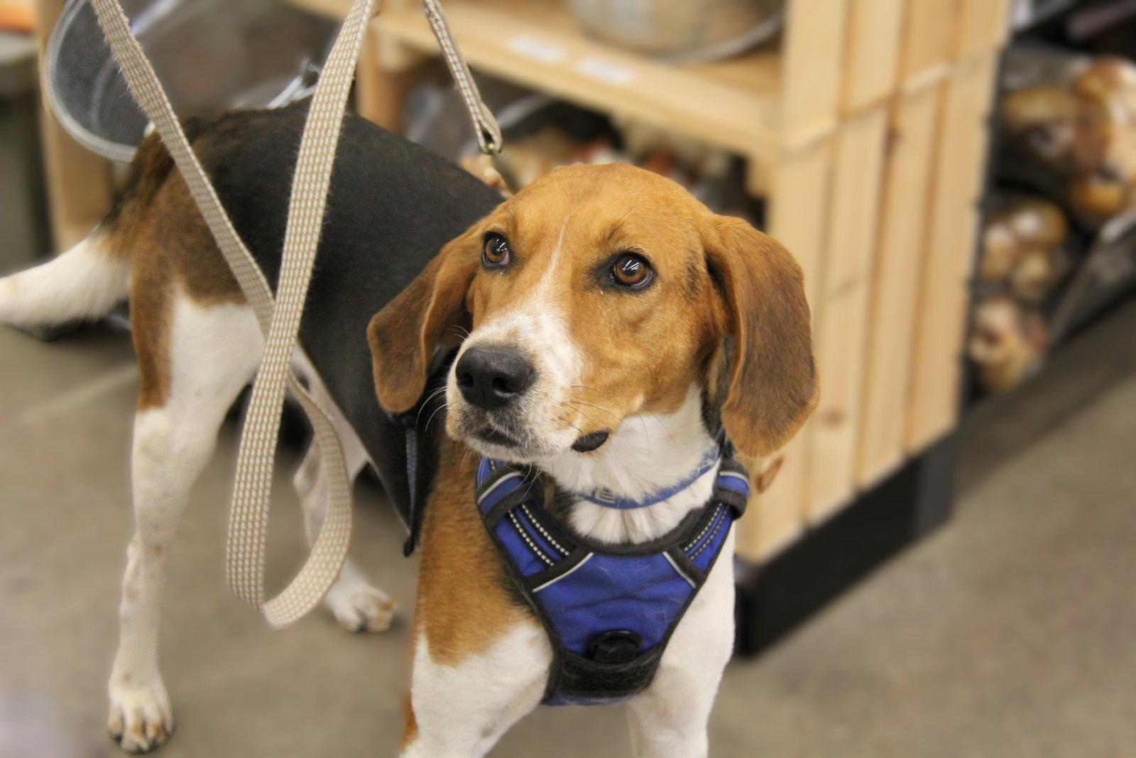 Enlarge Winston, a Adoptable Foxhound in Charlotte, NC image 2/3