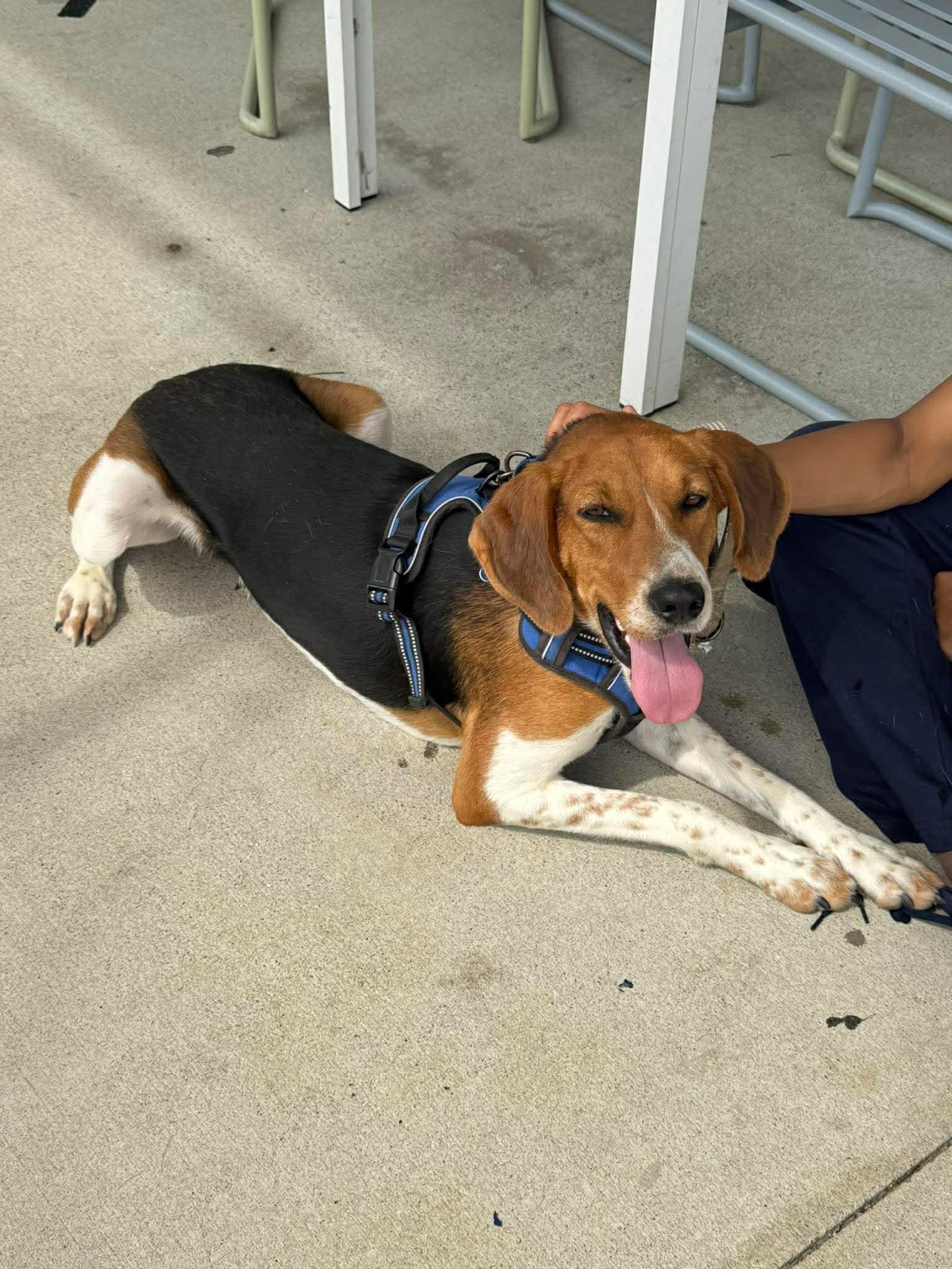 Enlarge Winston, a Adoptable Foxhound in Charlotte, NC image 3/3