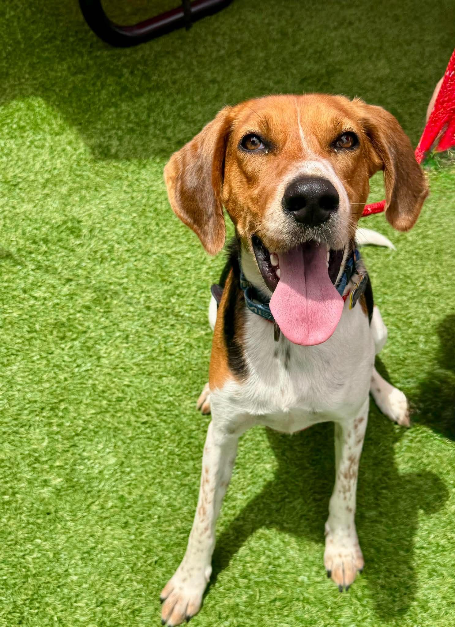 Winston, a Adoptable Foxhound in Charlotte, NC image 3/3