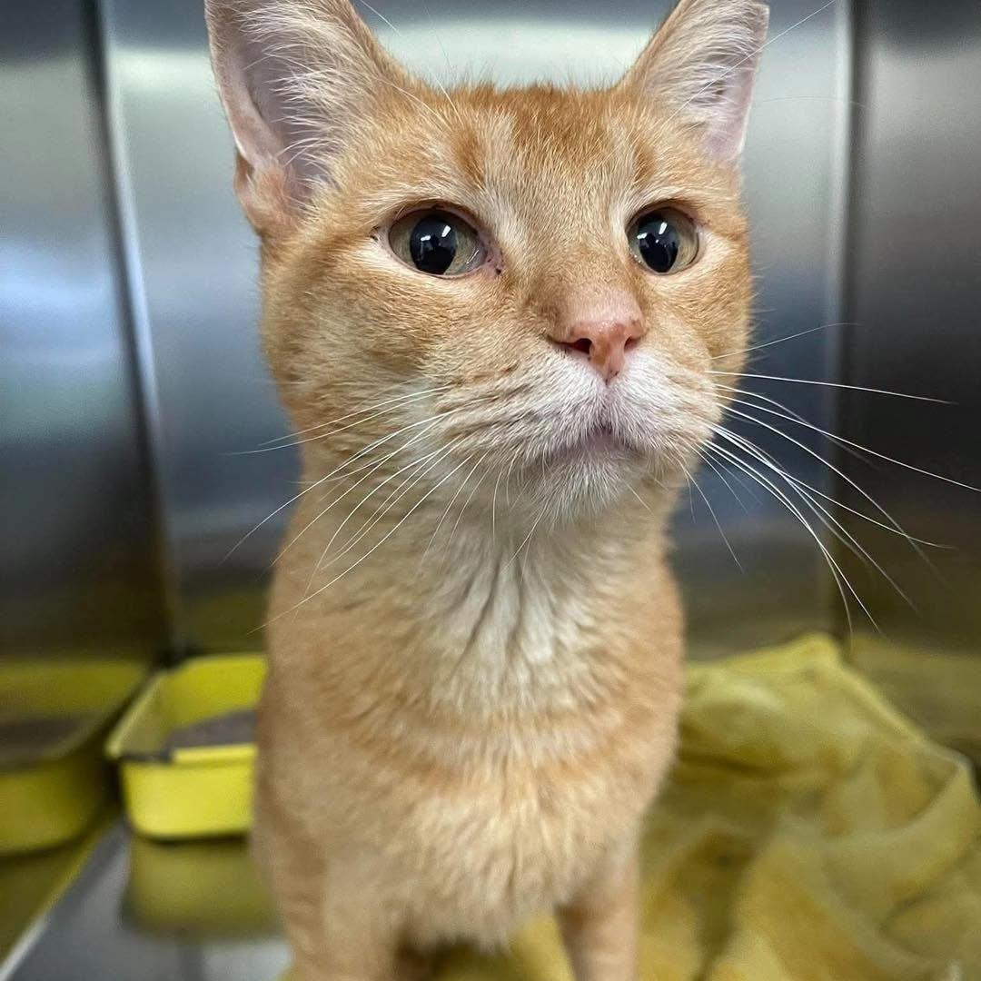 Sir Fairgrounds, Adoptable, Adult Male Domestic Short Hair.