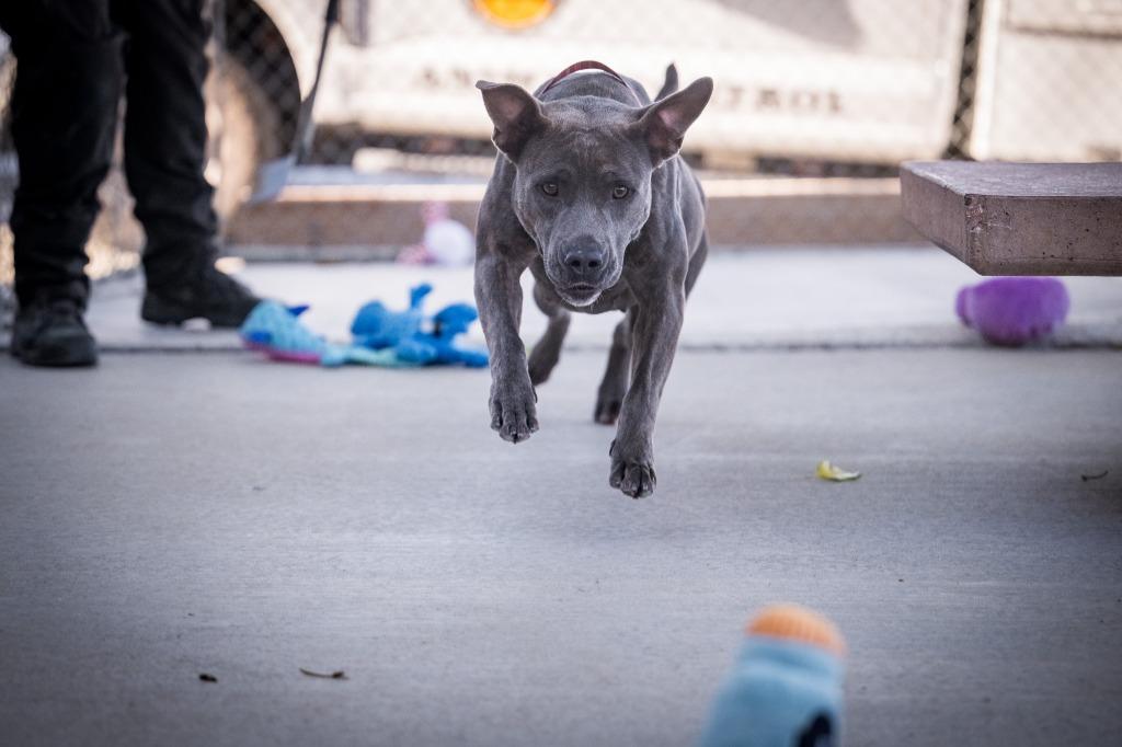 Lady (Sierra), Adoptable, Young Female Pit Bull Terrier.