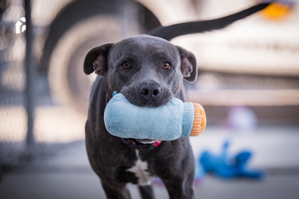 Enlarge Lady (Sierra), a Adoptable mixed breed in Twentynine Palms, CA image 2/6