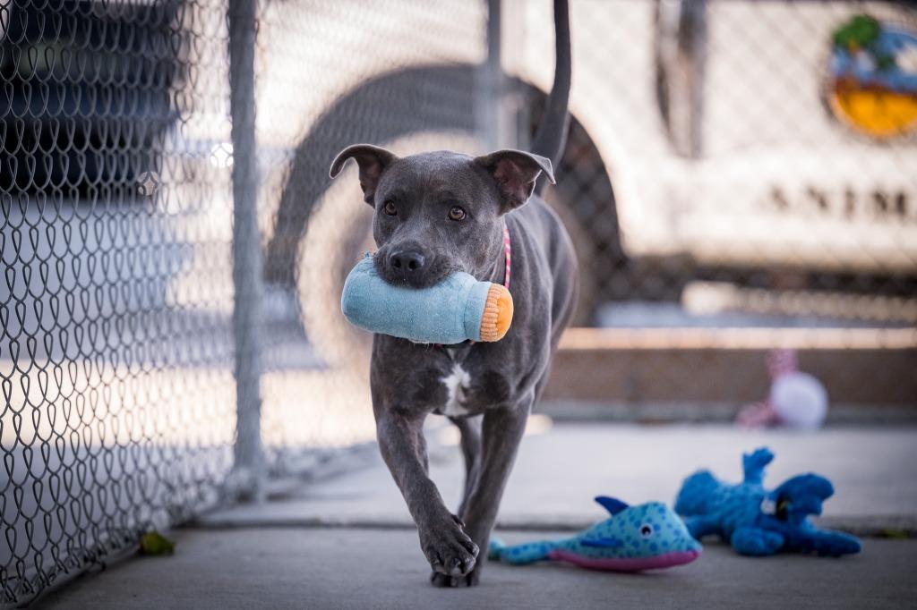 Enlarge Lady (Sierra), a Adoptable mixed breed in Twentynine Palms, CA image 3/6