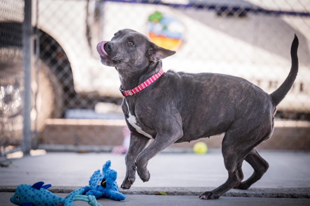 Enlarge Lady (Sierra), a Adoptable mixed breed in Twentynine Palms, CA image 4/6