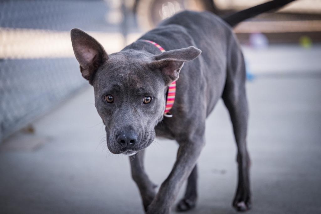 Enlarge Lady (Sierra), a Adoptable mixed breed in Twentynine Palms, CA image 5/6