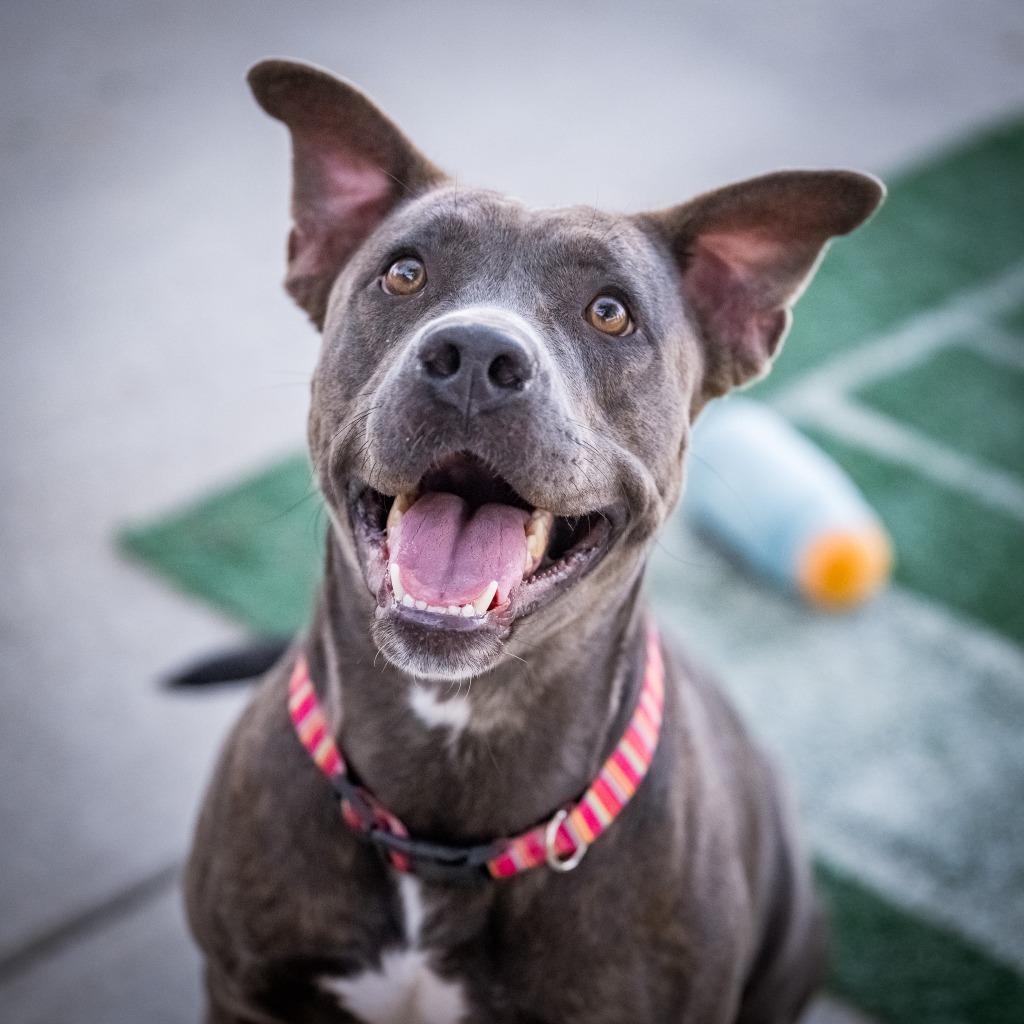 Enlarge Lady (Sierra), a Adoptable mixed breed in Twentynine Palms, CA image 6/6