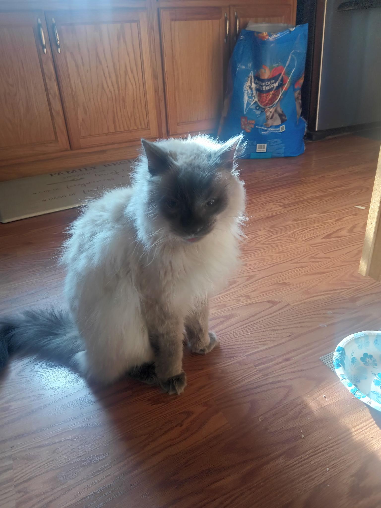 Piglet, an adoptable Himalayan in Pleasantville, NJ, 08232 | Photo Image 1