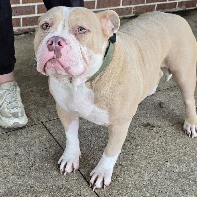 Sweetie, an adopted American Bully in Waterloo, IA image 3/3
