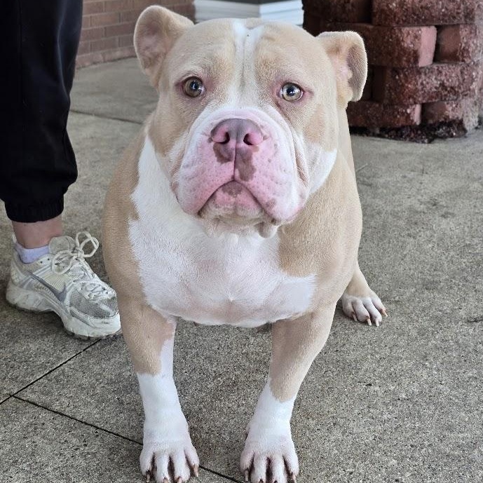 Sweetie, an adopted American Bully in Waterloo, IA image 2/3