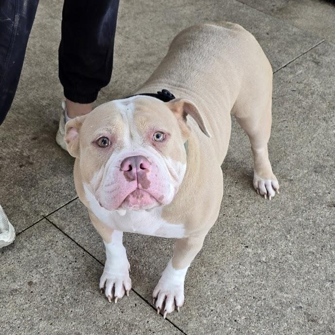 Sweetie, adopted, Adult Female American Bully.