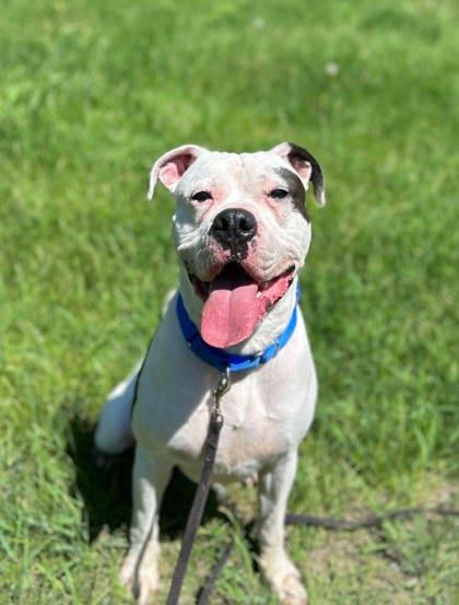 Toby, a Adoptable mixed breed in Shohola, PA image 1/3