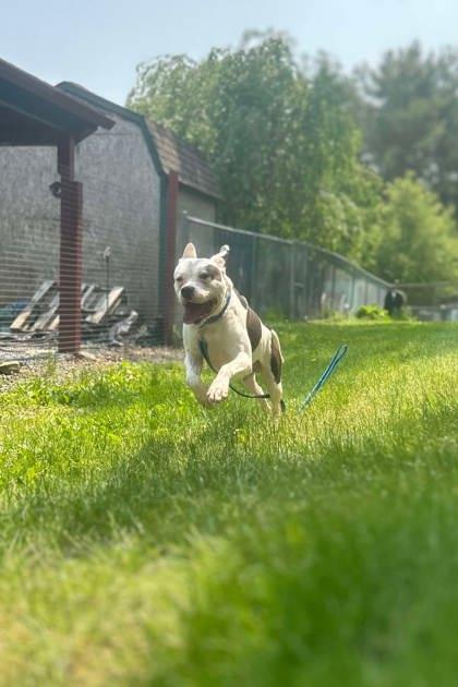 Toby, a Adoptable mixed breed in Shohola, PA image 2/3