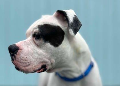 Toby, a Adoptable mixed breed in Shohola, PA image 3/3
