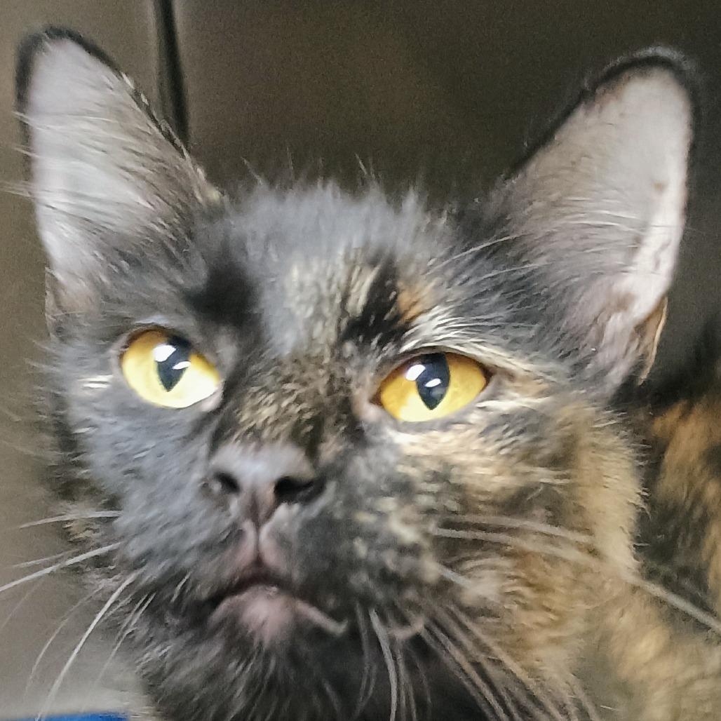Enlarge Dove, a Adoptable Domestic Short Hair in Palestine, TX image 1/1