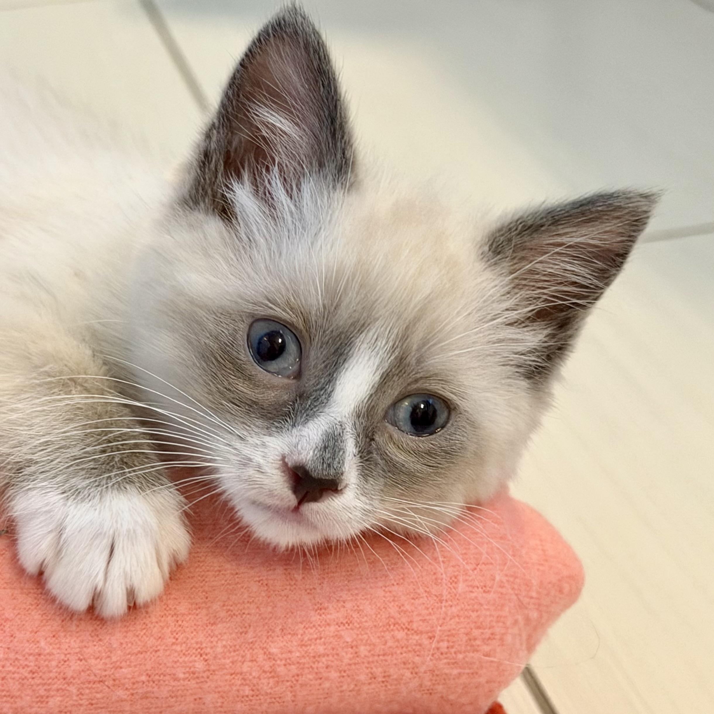 Enlarge Hershey & Marshmallow, a Adopted mixed breed in Milwaukee, WI image 3/6