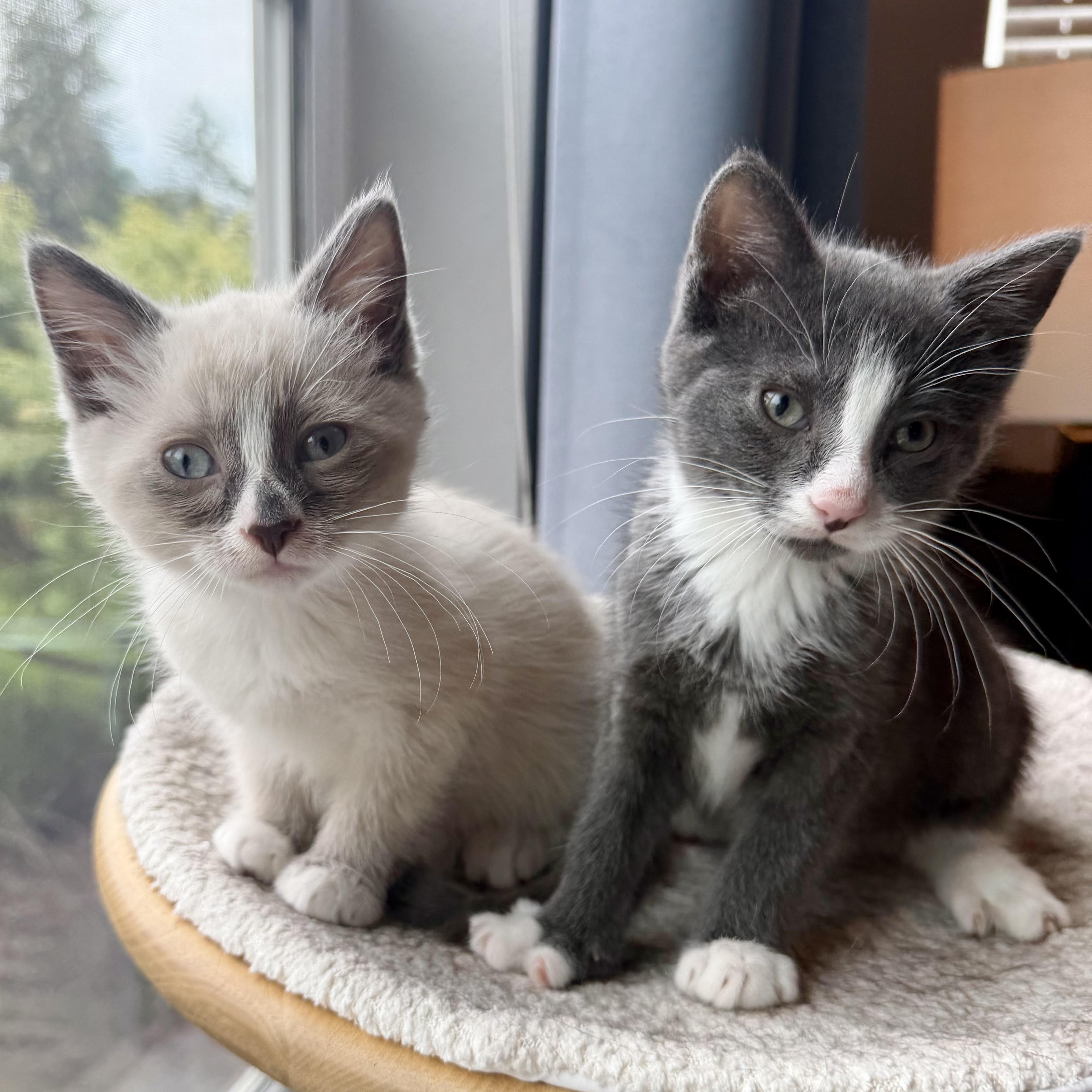 Enlarge Hershey & Marshmallow, a Adopted mixed breed in Milwaukee, WI image 5/6