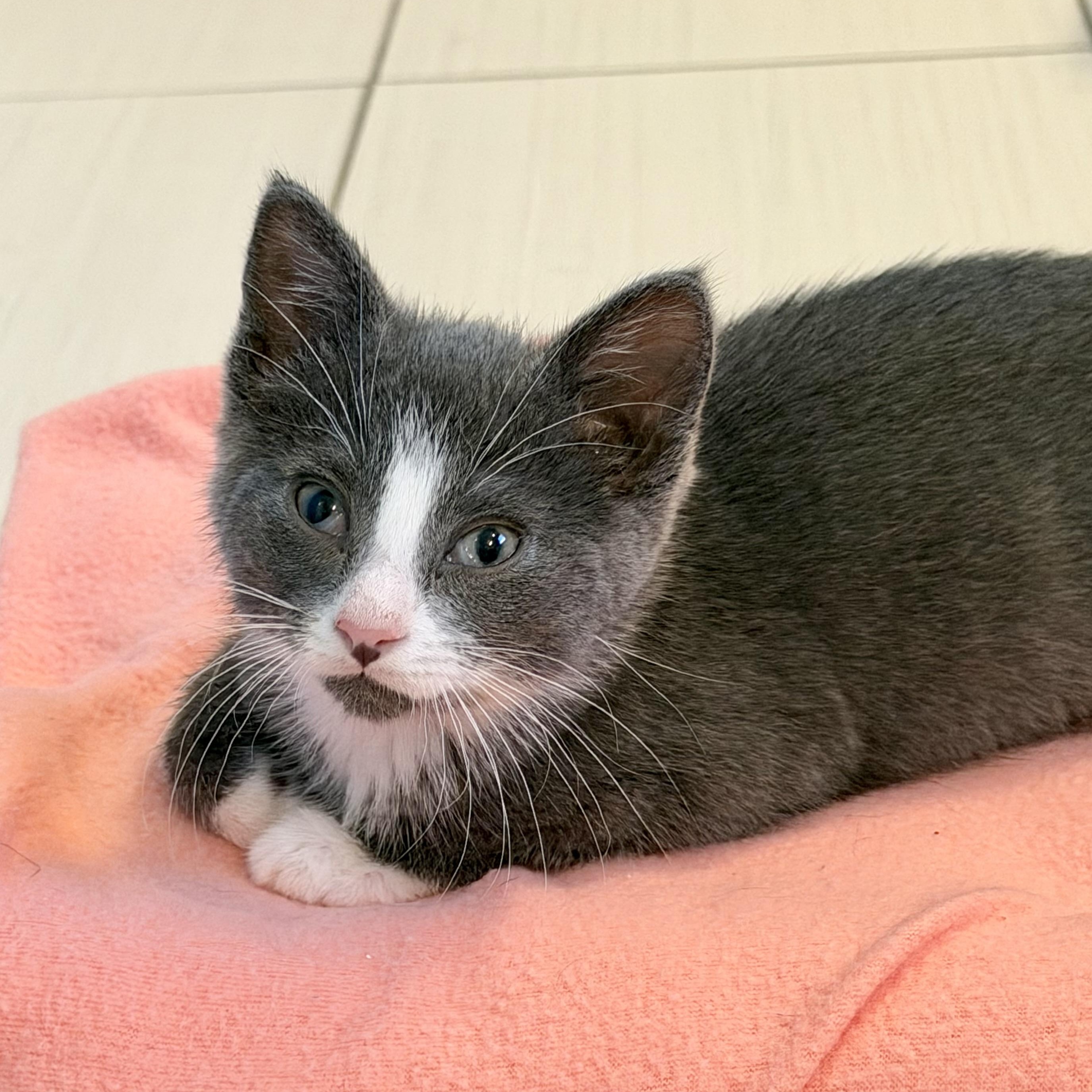 Enlarge Hershey & Marshmallow, a Adopted mixed breed in Milwaukee, WI image 4/6