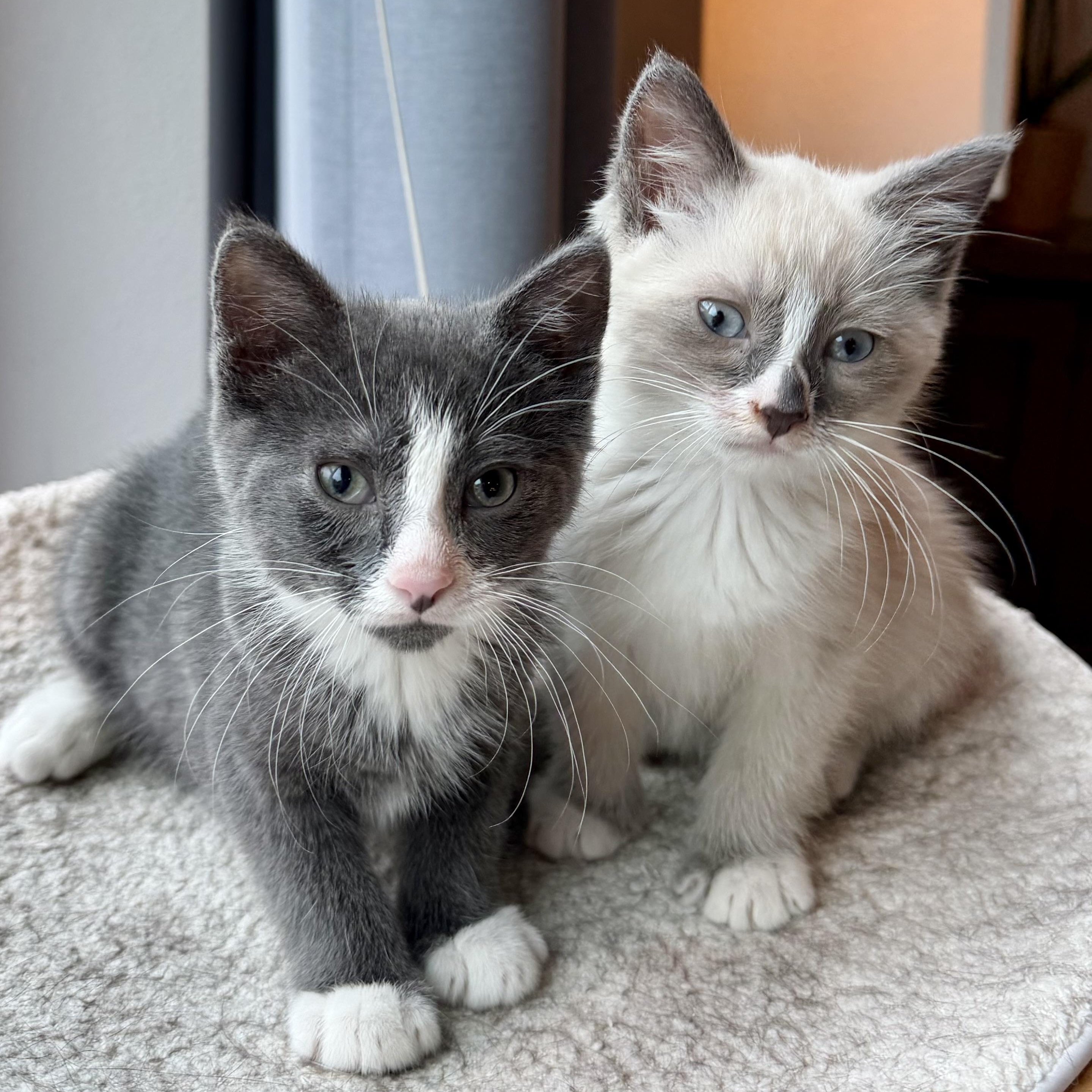 Hershey & Marshmallow, Adopted, Kitten Female Domestic Short Hair.