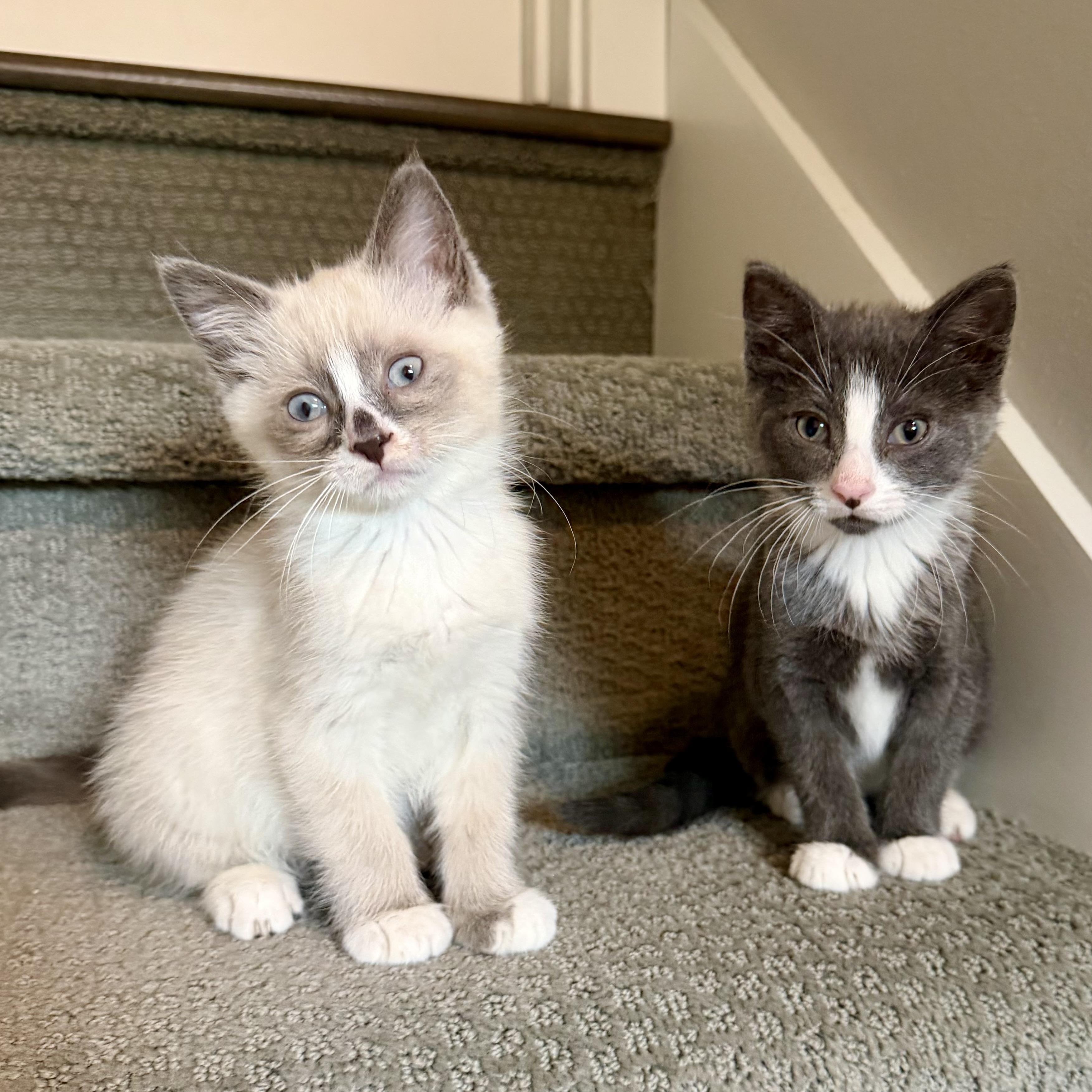 Enlarge Hershey & Marshmallow, a Adopted mixed breed in Milwaukee, WI image 2/6