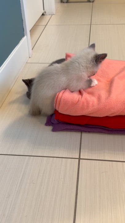 Enlarge Hershey & Marshmallow, a Adopted mixed breed in Milwaukee, WI video 6/6