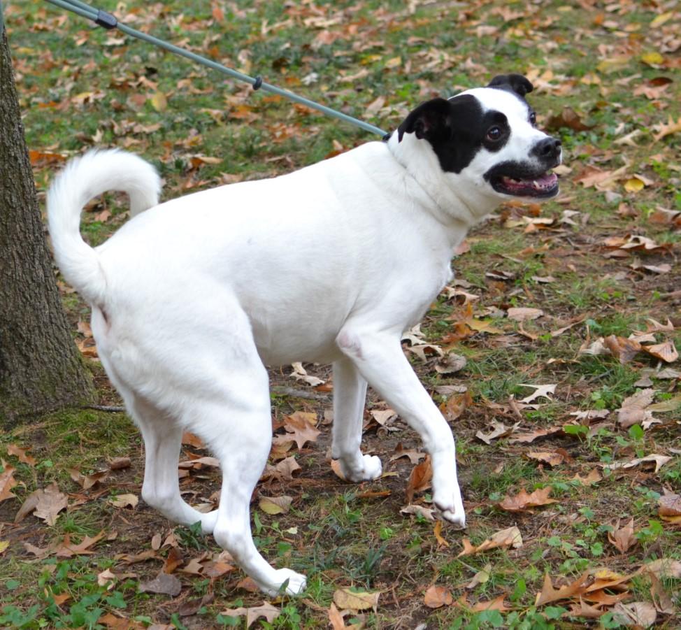 Balto, ADOPTABLE, Adult Male Labrador Retriever.