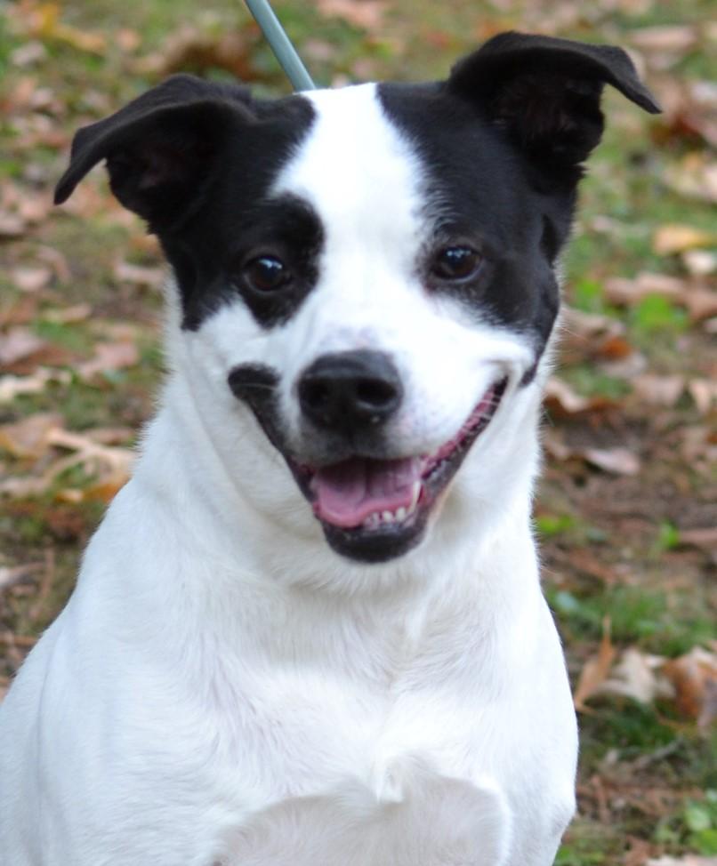Enlarge Balto, a ADOPTABLE mixed breed in White Plains, NY image 2/5