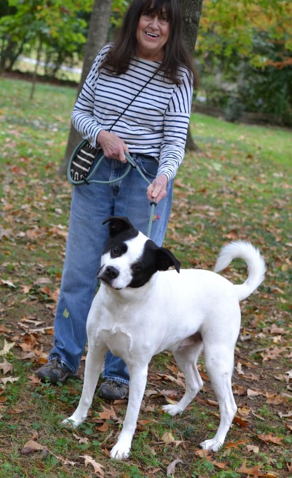 Enlarge Balto, a ADOPTABLE mixed breed in White Plains, NY image 3/5
