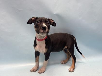 Enlarge Buckwheat, a Adoptable mixed breed in Coon Rapids, MN image 1/1