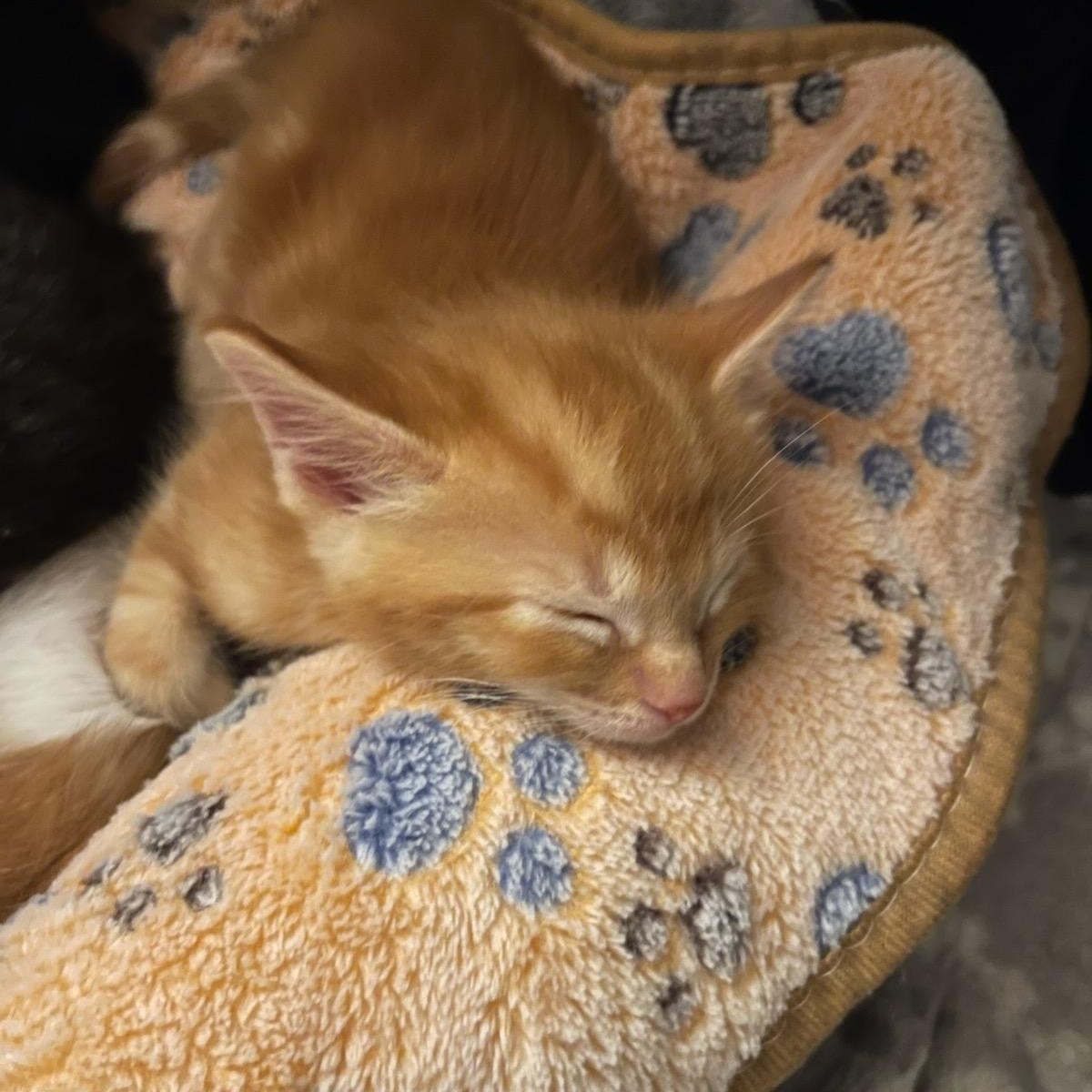 Enlarge Mr. Maple & Miss Ash BONDED, an adopted mixed breed in Portland, ME image 5/6