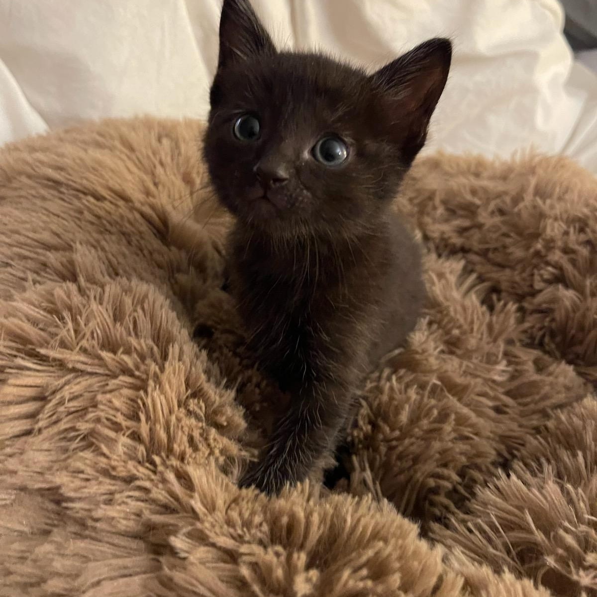 Enlarge Mr. Maple & Miss Ash BONDED, an adopted mixed breed in Portland, ME image 3/6