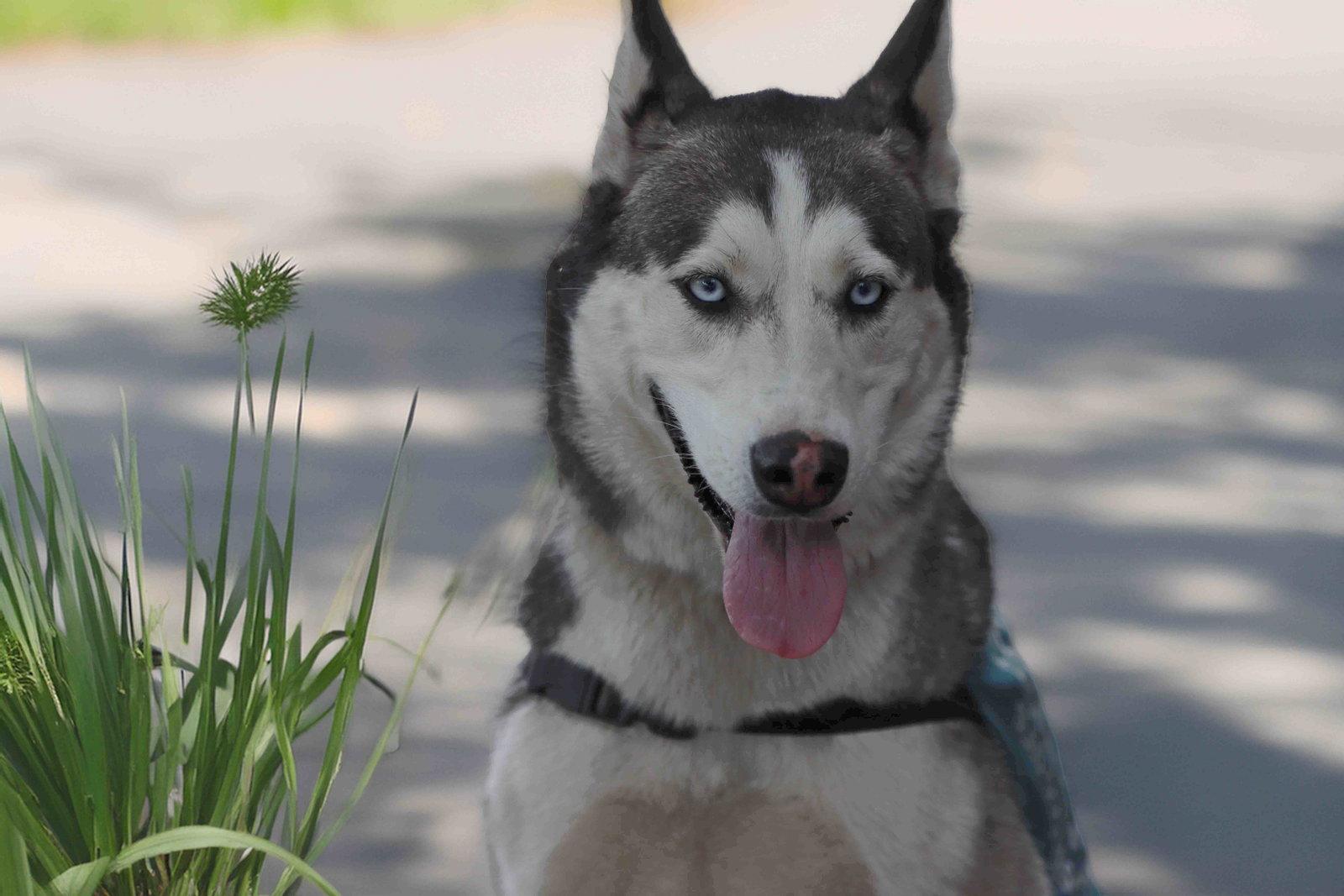 Delilah, Adoptable, Adult Female Siberian Husky.