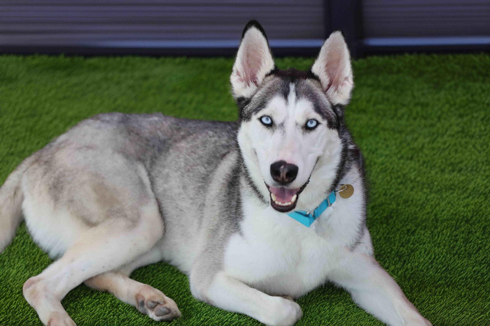 Delilah, a Adoptable Siberian Husky in Walnut Creek, CA image 1/3