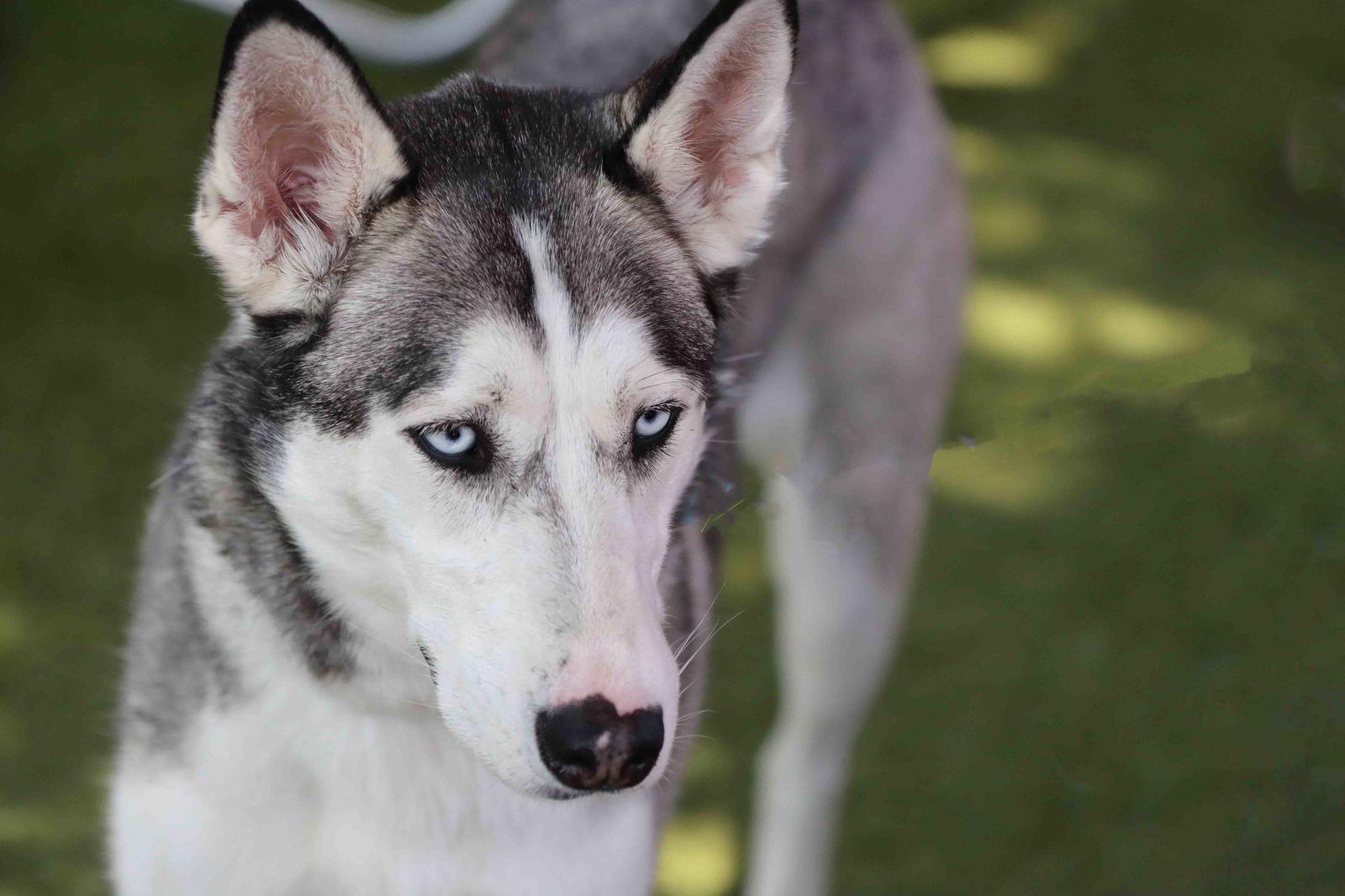Delilah, a Adoptable Siberian Husky in Walnut Creek, CA image 2/3