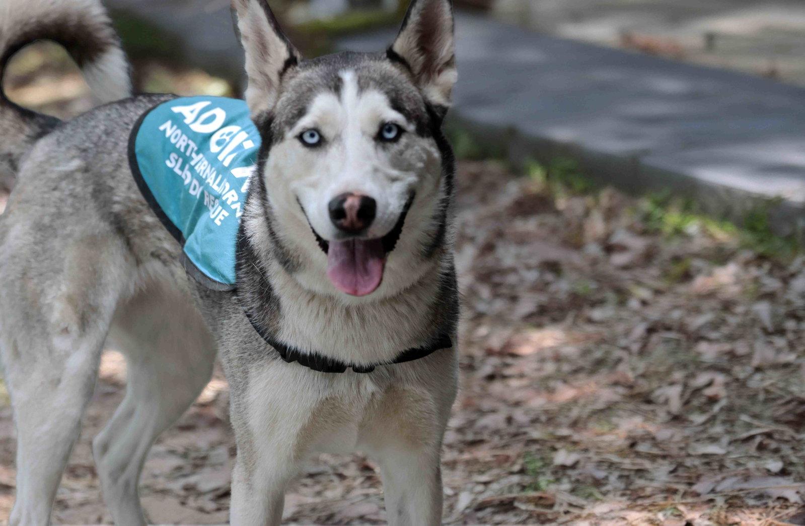 Delilah, a Adoptable Siberian Husky in Walnut Creek, CA image 2/3