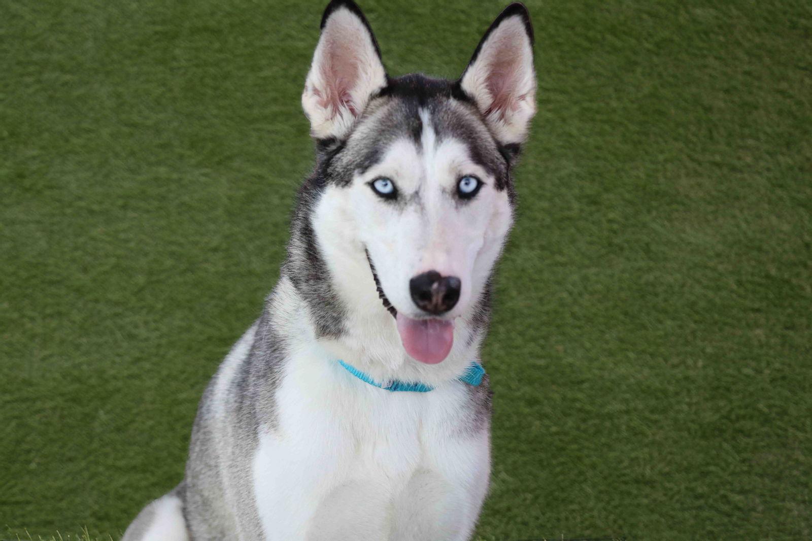 Delilah, a Adoptable Siberian Husky in Walnut Creek, CA image 3/3