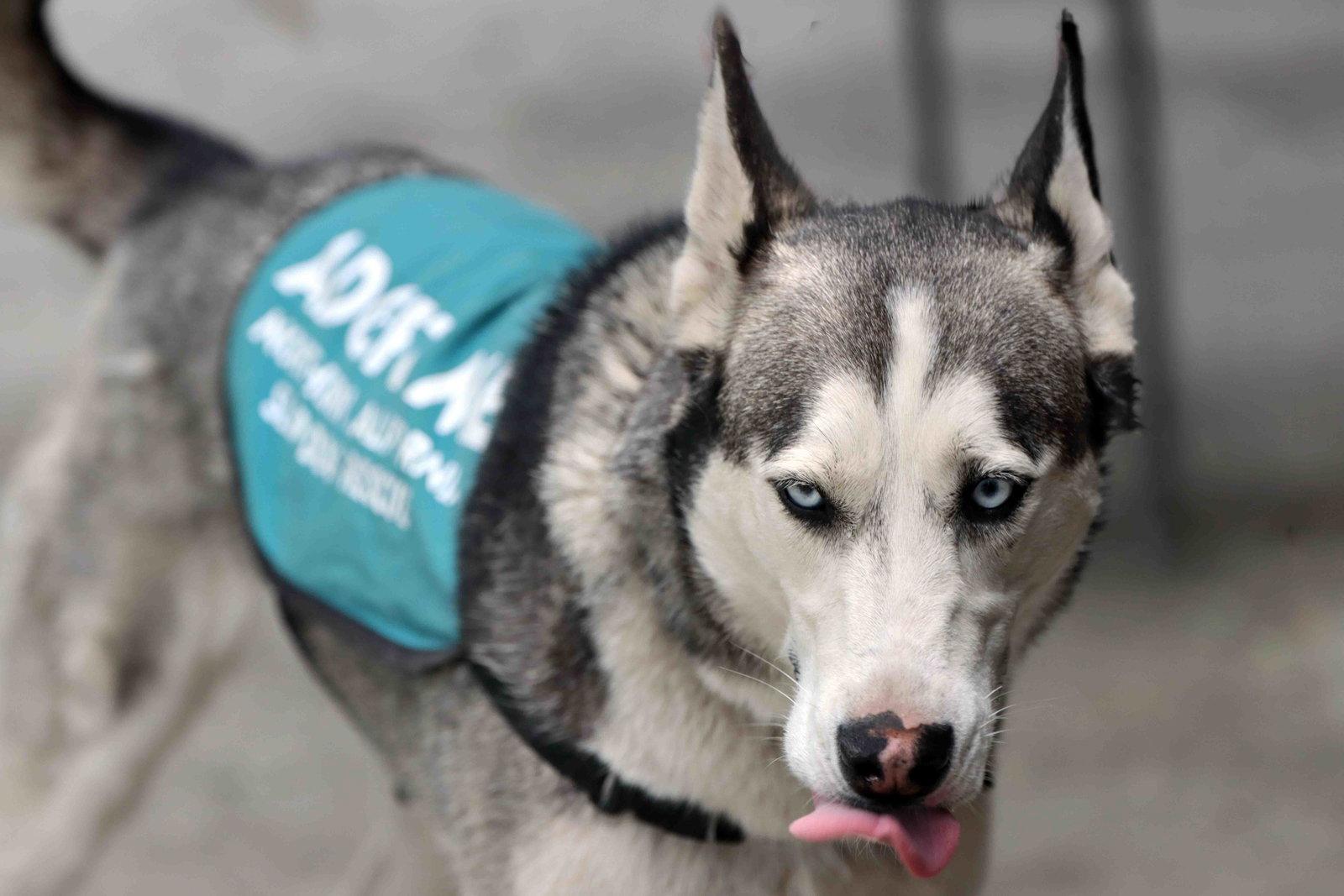 Delilah, a Adoptable Siberian Husky in Walnut Creek, CA image 3/3