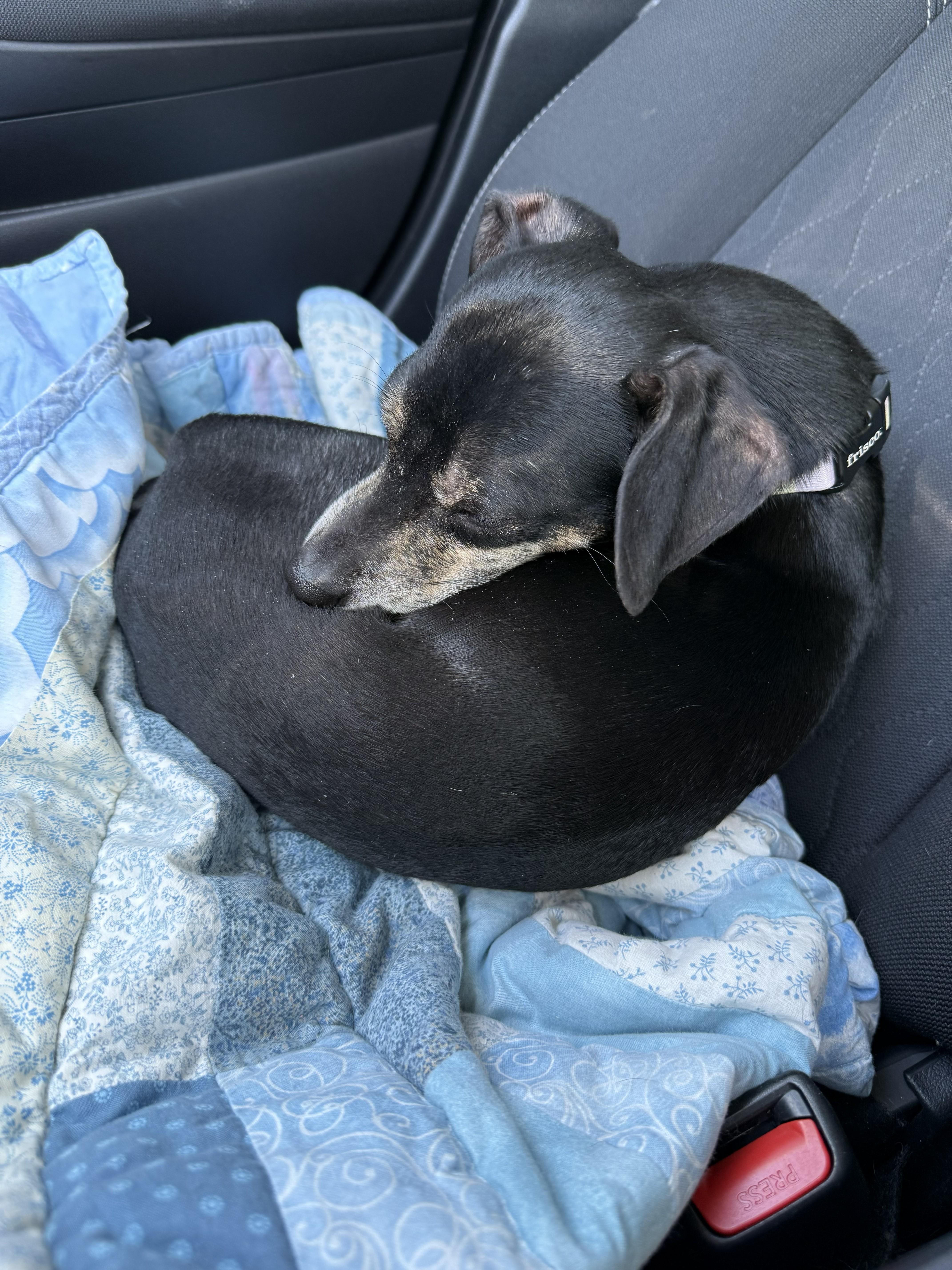 Enlarge Brock the Rock, a ADOPTABLE mixed breed in Yukon, OK image 2/2