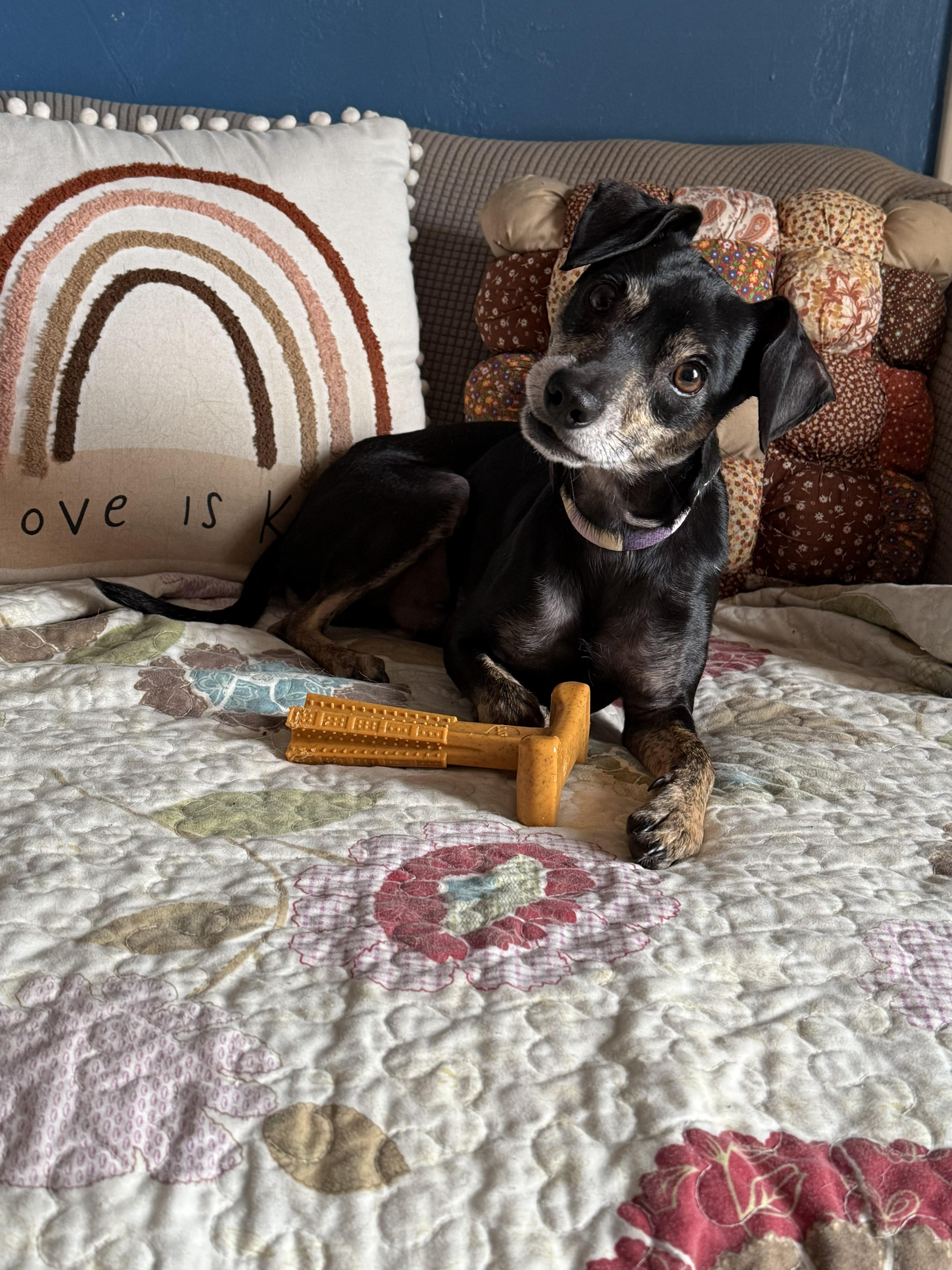 Brock the Rock, ADOPTABLE, Adult Male Miniature Pinscher.