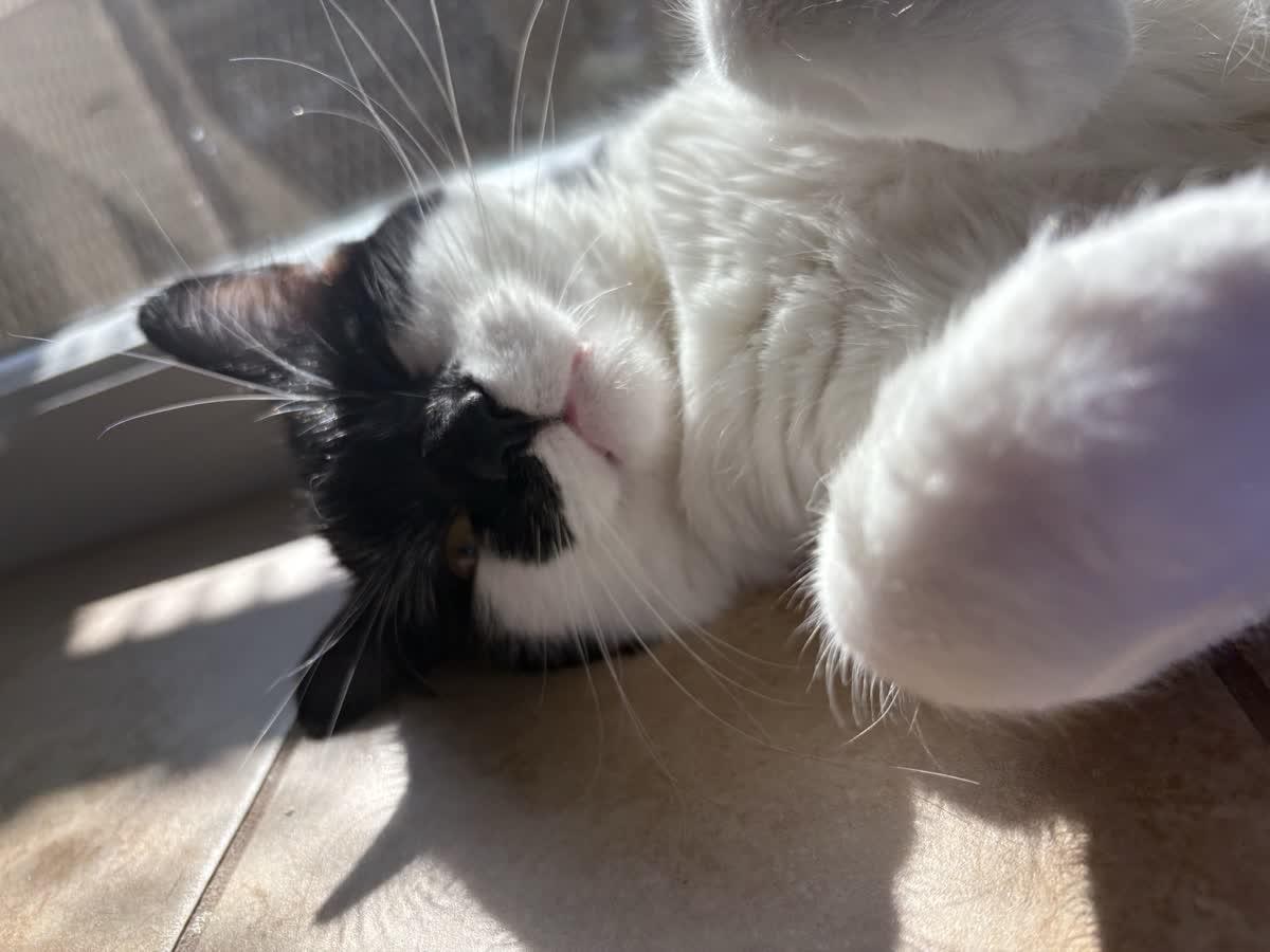 Gatsby, adopted, Young Male Domestic Medium Hair.