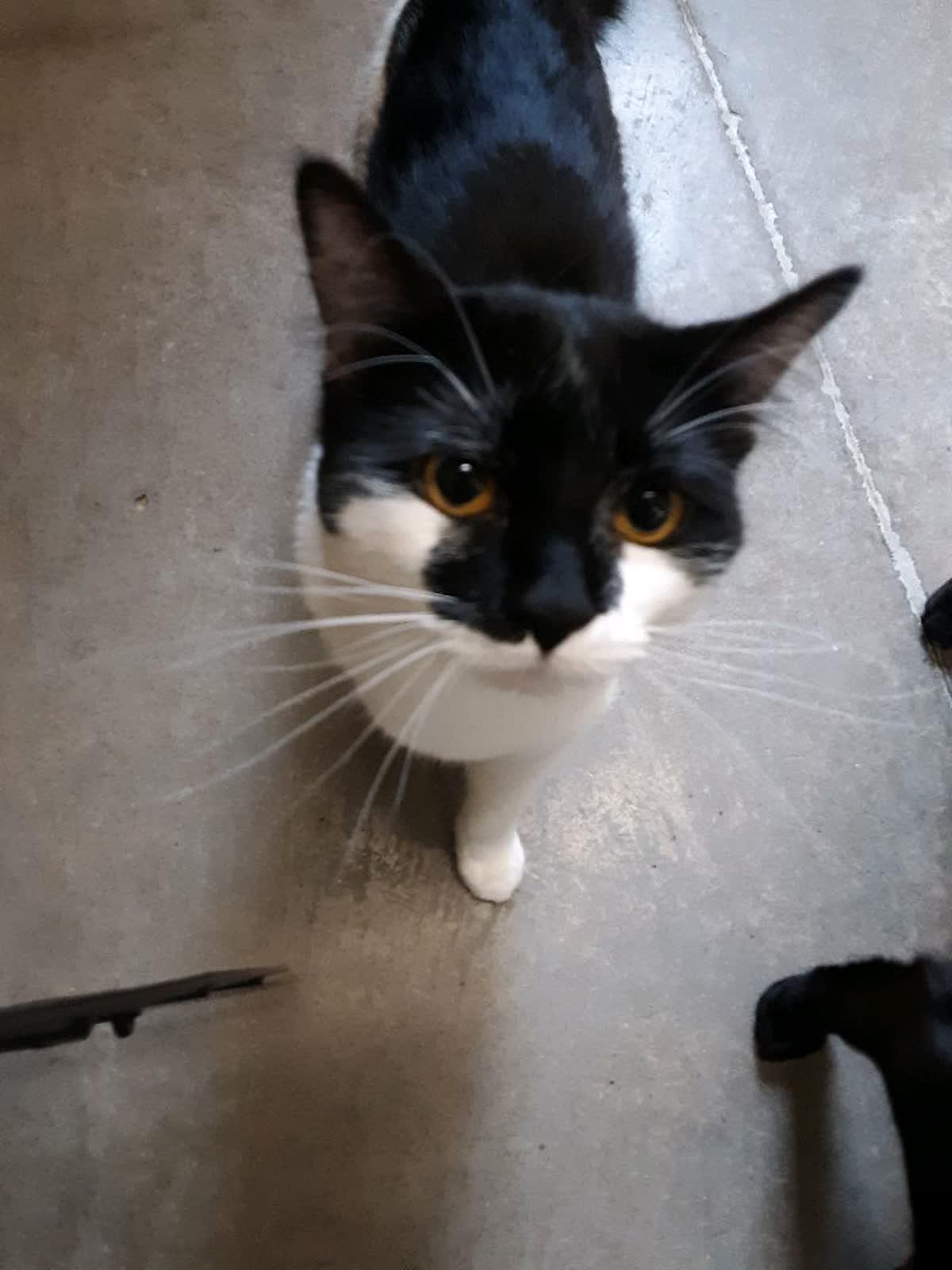 Enlarge Gatsby, an adopted Domestic Medium Hair in Pueblo, CO image 4/5