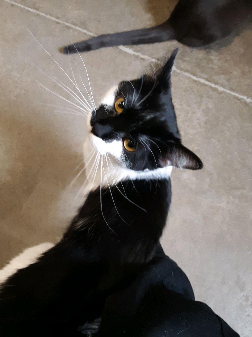 Enlarge Gatsby, an adopted Domestic Medium Hair in Pueblo, CO image 5/5