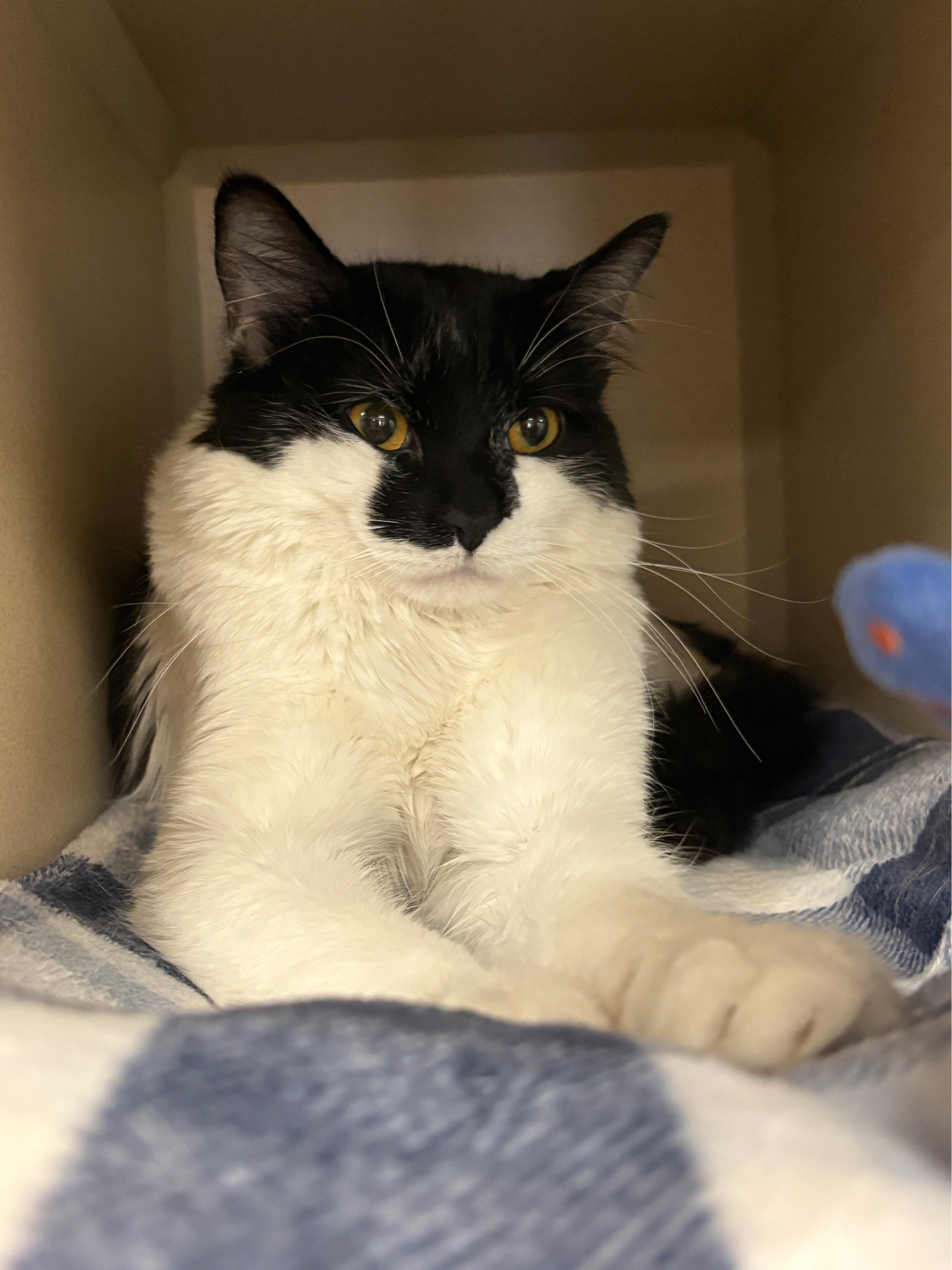 Enlarge Gatsby, an adopted Domestic Medium Hair in Pueblo, CO image 2/5