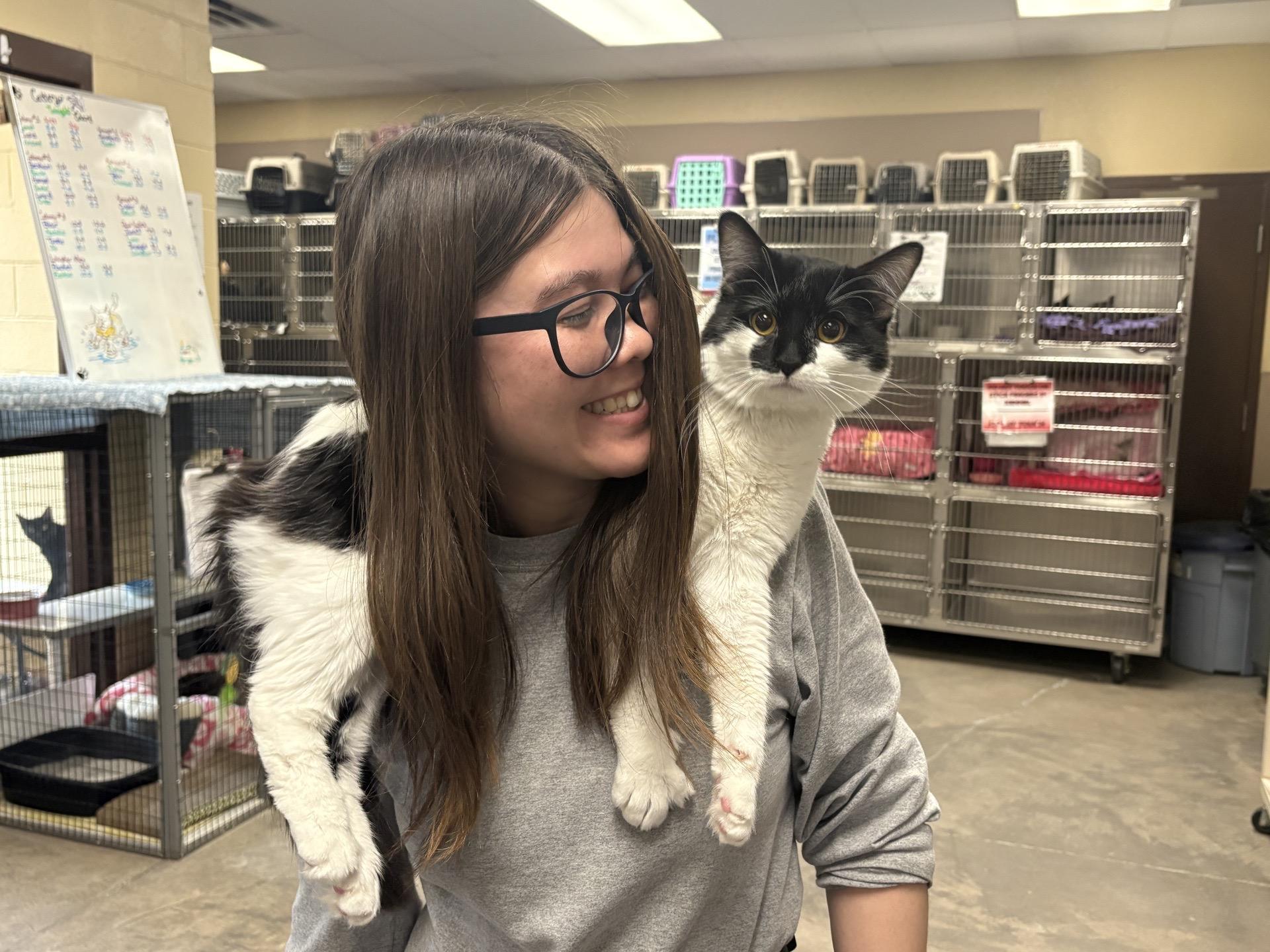 Enlarge Gatsby, an adopted Domestic Medium Hair in Pueblo, CO image 3/5