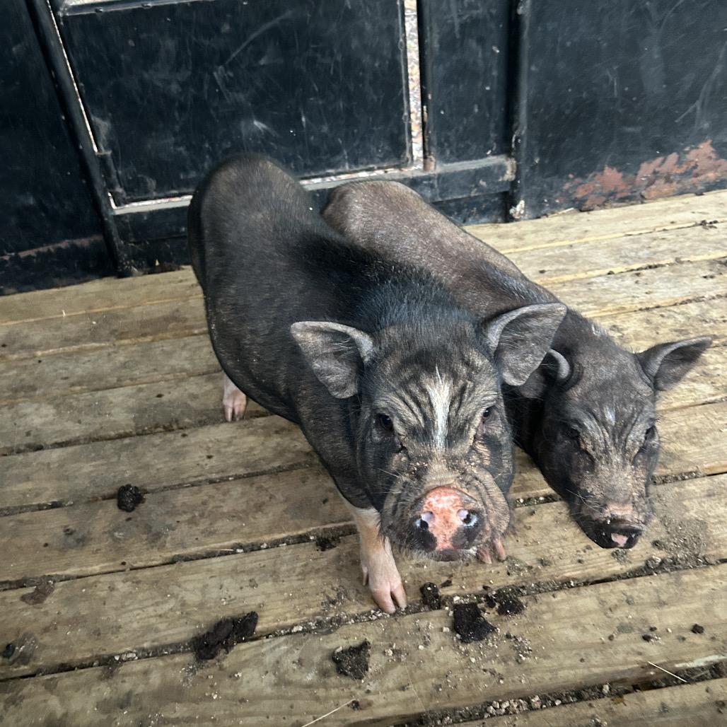 SANDY, Adoptable, Adult Female Pig.
