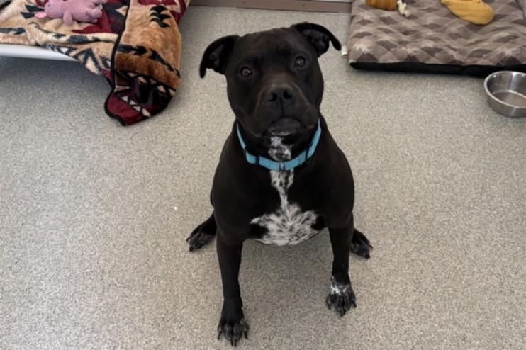 Enlarge LOLA, a Adoptable American Bulldog in Loveland, CO image 1/1