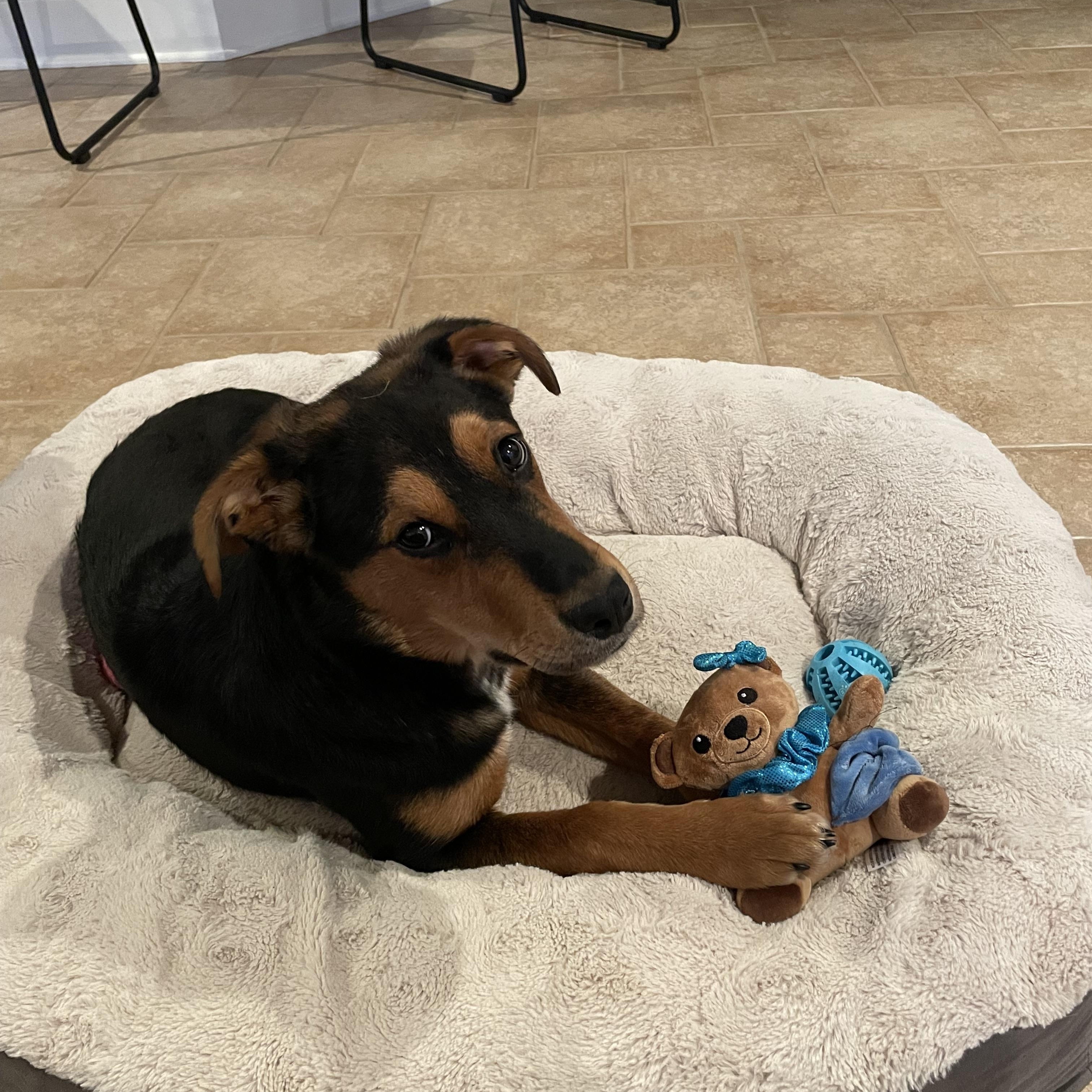 Luke , adoptable, Young Male Hound & Shepherd.