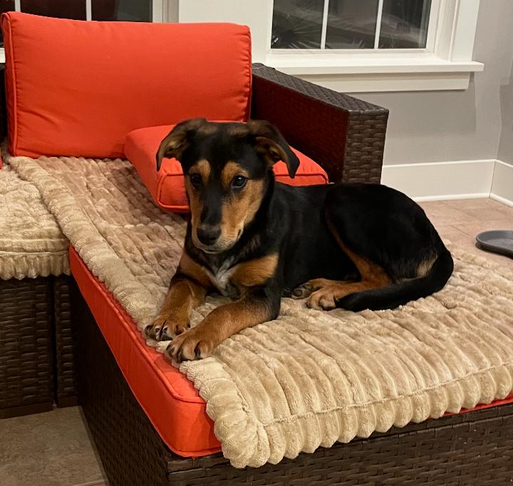 Enlarge Luke , an adoptable mixed breed in Columbia, MD image 2/6