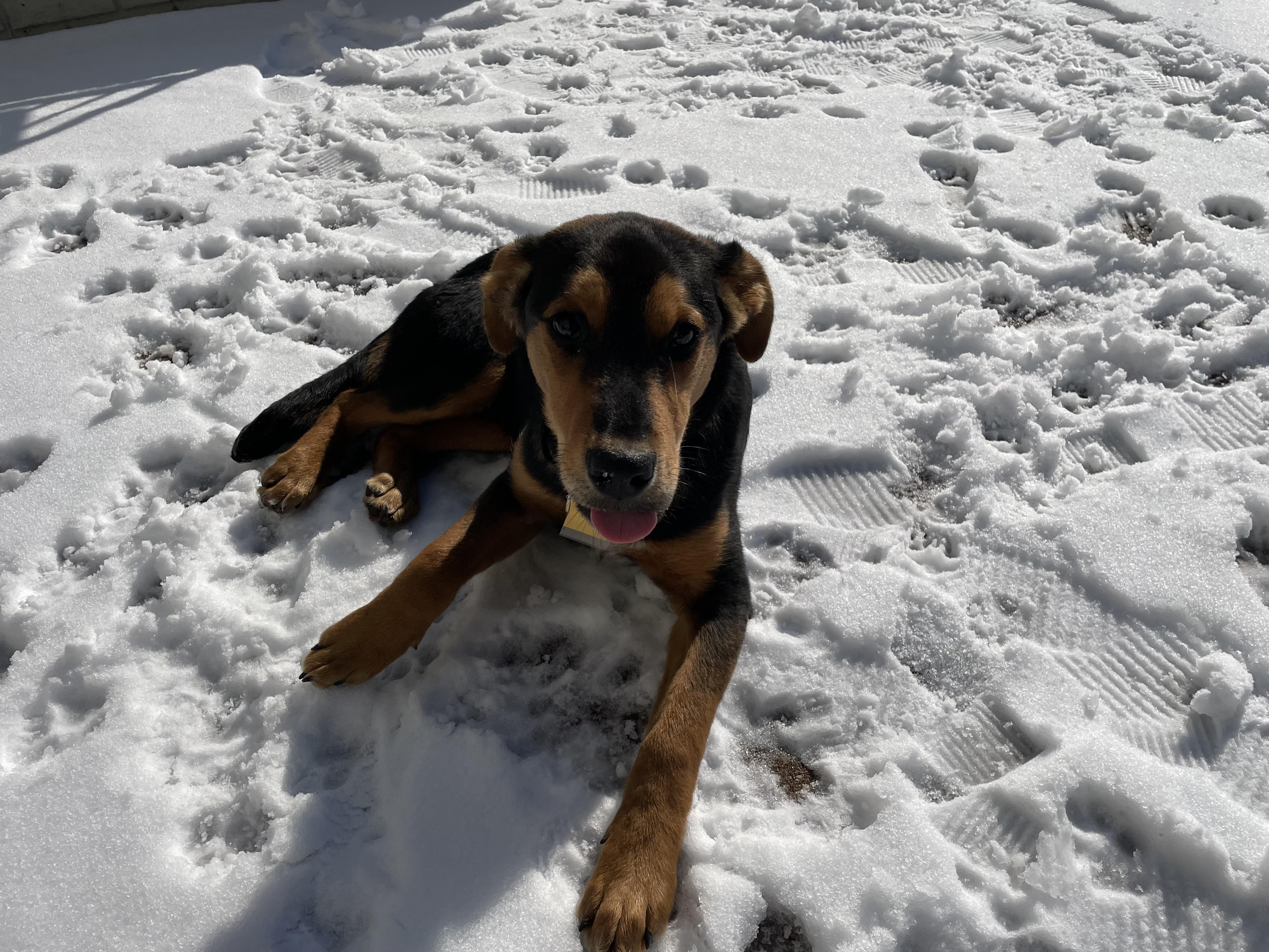 Enlarge Luke , an adoptable mixed breed in Columbia, MD image 3/6