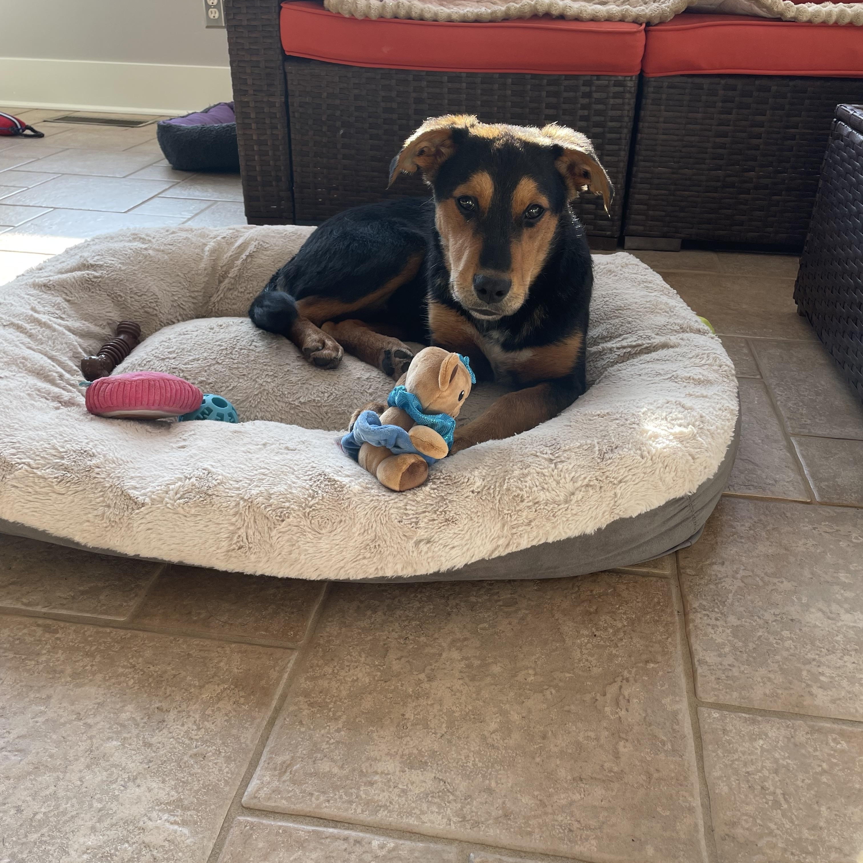 Enlarge Luke , an adoptable mixed breed in Columbia, MD image 4/6